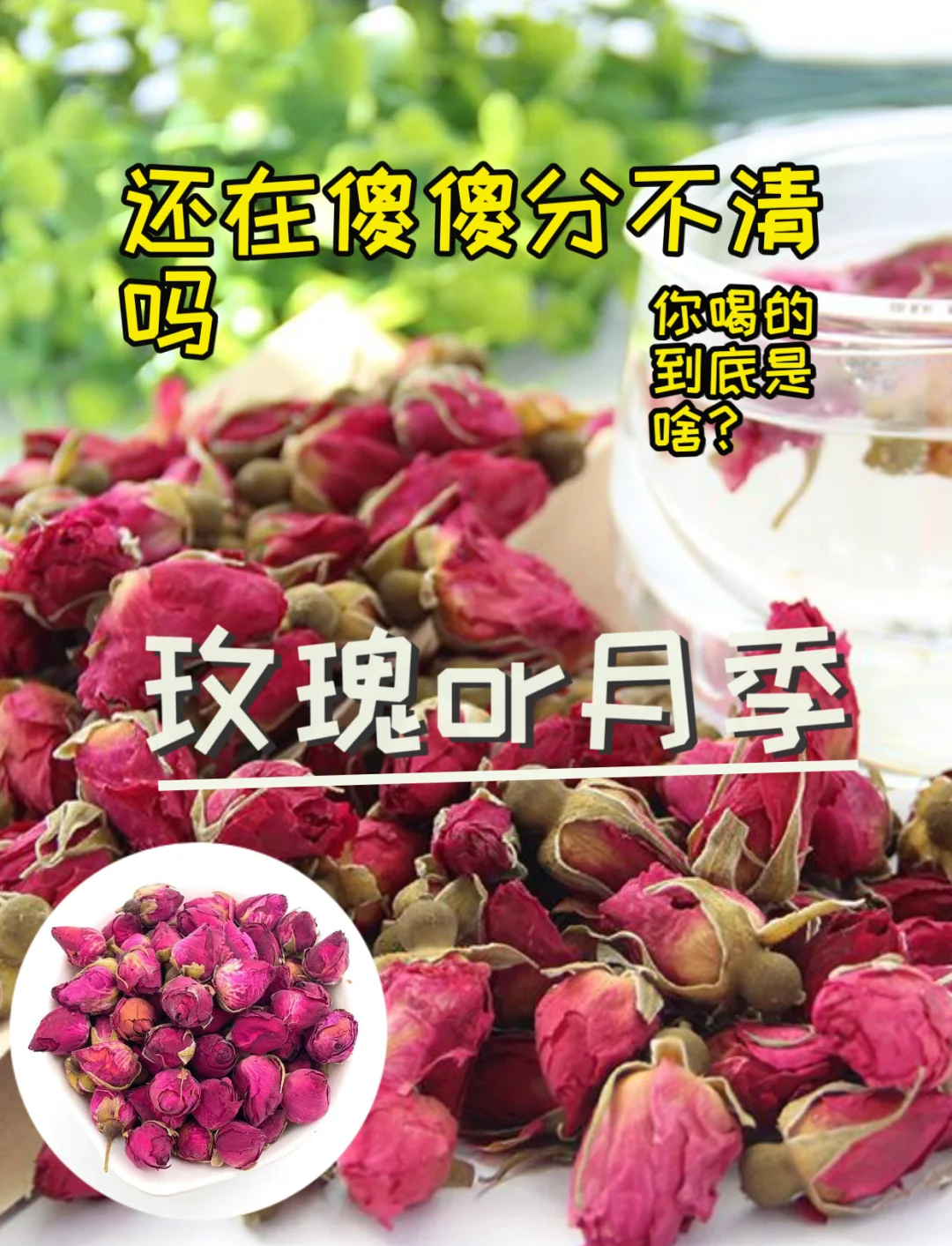 有毒吗月季花泡水喝有什么功效好处